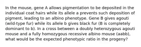 In the mouse, gene A allows pigmentation to be deposited in the individual coat hairs while its allele a prevents such deposition of pigment, leading to an albino phenotype. Gene B gives agouti (wild-type fur) while its allele b gives black fur (B is completely dominant to b). In a cross between a doubly heterozygous agouti mouse and a fully homozygous recessive albino mouse (aabb), what would be the expected phenotypic ratio in the progeny?