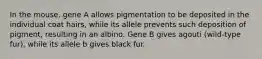 In the mouse, gene A allows pigmentation to be deposited in the individual coat hairs, while its allele prevents such deposition of pigment, resulting in an albino. Gene B gives agouti (wild-type fur), while its allele b gives black fur.