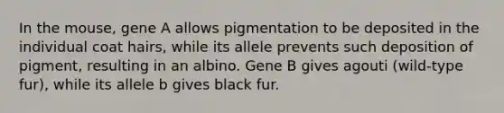 In the mouse, gene A allows pigmentation to be deposited in the individual coat hairs, while its allele prevents such deposition of pigment, resulting in an albino. Gene B gives agouti (wild-type fur), while its allele b gives black fur.