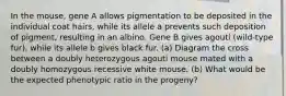 In the mouse, gene A allows pigmentation to be deposited in the individual coat hairs, while its allele a prevents such deposition of pigment, resulting in an albino. Gene B gives agouti (wild-type fur), while its allele b gives black fur. (a) Diagram the cross between a doubly heterozygous agouti mouse mated with a doubly homozygous recessive white mouse. (b) What would be the expected phenotypic ratio in the progeny?