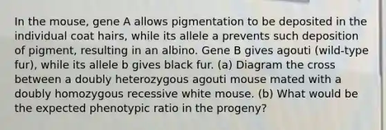 In the mouse, gene A allows pigmentation to be deposited in the individual coat hairs, while its allele a prevents such deposition of pigment, resulting in an albino. Gene B gives agouti (wild-type fur), while its allele b gives black fur. (a) Diagram the cross between a doubly heterozygous agouti mouse mated with a doubly homozygous recessive white mouse. (b) What would be the expected phenotypic ratio in the progeny?