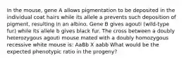 In the mouse, gene A allows pigmentation to be deposited in the individual coat hairs while its allele a prevents such deposition of pigment, resulting in an albino. Gene B gives agouti (wild-type fur) while its allele b gives black fur. The cross between a doubly heterozygous agouti mouse mated with a doubly homozygous recessive white mouse is: AaBb X aabb What would be the expected phenotypic ratio in the progeny?