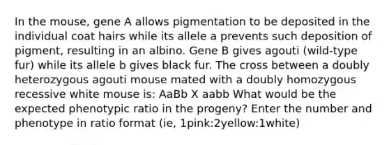 In the mouse, gene A allows pigmentation to be deposited in the individual coat hairs while its allele a prevents such deposition of pigment, resulting in an albino. Gene B gives agouti (wild-type fur) while its allele b gives black fur. The cross between a doubly heterozygous agouti mouse mated with a doubly homozygous recessive white mouse is: AaBb X aabb What would be the expected phenotypic ratio in the progeny? Enter the number and phenotype in ratio format (ie, 1pink:2yellow:1white)