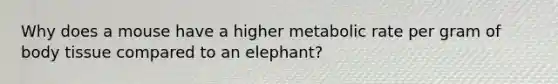 Why does a mouse have a higher metabolic rate per gram of body tissue compared to an elephant?