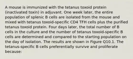 A mouse is immunized with the tetanus toxoid protein (inactivated toxin) in adjuvant. One week later, the entire population of splenic B cells are isolated from the mouse and mixed with tetanus toxoid-specific CD4 TFH cells plus the purified tetanus toxoid protein. Four days later, the total number of B cells in the culture and the number of tetanus toxoid-specific B cells are determined and compared to the starting population on the day of isolation. The results are shown in Figure Q10.1. The tetanus-specific B cells preferentially survive and proliferate because: