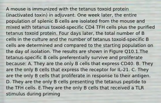 A mouse is immunized with the tetanus toxoid protein (inactivated toxin) in adjuvant. One week later, the entire population of splenic B cells are isolated from the mouse and mixed with tetanus toxoid-specific CD4 TFH cells plus the purified tetanus toxoid protein. Four days later, the total number of B cells in the culture and the number of tetanus toxoid-specific B cells are determined and compared to the starting population on the day of isolation. The results are shown in Figure Q10.1.The tetanus-specific B cells preferentially survive and proliferate because: A. They are the only B cells that express CD40. B. They are the only B cells that express the receptor for IL-21. C. They are the only B cells that proliferate in response to their antigen. D. They are the only B cells presenting the tetanus peptide to the TFH cells. E.They are the only B cells that received a TLR stimulus during priming