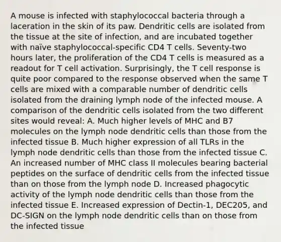 A mouse is infected with staphylococcal bacteria through a laceration in the skin of its paw. Dendritic cells are isolated from the tissue at the site of infection, and are incubated together with naïve staphylococcal-specific CD4 T cells. Seventy-two hours later, the proliferation of the CD4 T cells is measured as a readout for T cell activation. Surprisingly, the T cell response is quite poor compared to the response observed when the same T cells are mixed with a comparable number of dendritic cells isolated from the draining lymph node of the infected mouse. A comparison of the dendritic cells isolated from the two different sites would reveal: A. Much higher levels of MHC and B7 molecules on the lymph node dendritic cells than those from the infected tissue B. Much higher expression of all TLRs in the lymph node dendritic cells than those from the infected tissue C. An increased number of MHC class II molecules bearing bacterial peptides on the surface of dendritic cells from the infected tissue than on those from the lymph node D. Increased phagocytic activity of the lymph node dendritic cells than those from the infected tissue E. Increased expression of Dectin-1, DEC205, and DC-SIGN on the lymph node dendritic cells than on those from the infected tissue