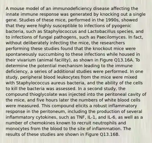 A mouse model of an immunodeficiency disease affecting the innate immune response was generated by knocking out a single gene. Studies of these mice, performed in the 1990s, showed that they were highly susceptible to infections of pyogenic bacteria, such as Staphylococcus and Lactobacillus species, and to infections of fungal pathogens, such as Paecilomyces. In fact, without deliberately infecting the mice, the researchers performing these studies found that the knockout mice were spontaneously succumbing to these infections while housed in their vivarium (animal facility), as shown in Figure Q13.16A. To determine the potential mechanism leading to the immune deficiency, a series of additional studies were performed. In one study, peripheral blood leukocytes from the mice were mixed with Staphylococcus aureus bacteria, and the ability of the cells to kill the bacteria was assessed. In a second study, the compound thioglycolate was injected into the peritoneal cavity of the mice, and five hours later the numbers of white blood cells were measured. This compound elicits a robust inflammatory response in the peritoneum, including the production of several inflammatory cytokines, such as TNF, IL-1, and IL-6, as well as a number of chemokines known to recruit neutrophils and monocytes from the blood to the site of inflammation. The results of these studies are shown in Figure Q13.16B.