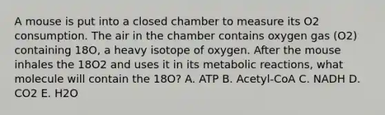 A mouse is put into a closed chamber to measure its O2 consumption. The air in the chamber contains oxygen gas (O2) containing 18O, a heavy isotope of oxygen. After the mouse inhales the 18O2 and uses it in its metabolic reactions, what molecule will contain the 18O? A. ATP B. Acetyl-CoA C. NADH D. CO2 E. H2O