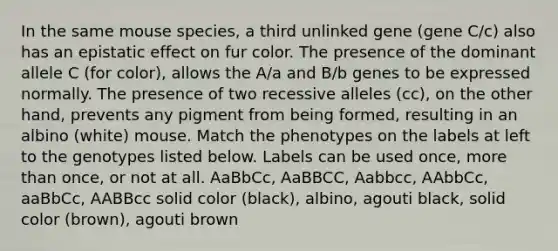 In the same mouse species, a third unlinked gene (gene C/c) also has an epistatic effect on fur color. The presence of the dominant allele C (for color), allows the A/a and B/b genes to be expressed normally. The presence of two recessive alleles (cc), on the other hand, prevents any pigment from being formed, resulting in an albino (white) mouse. Match the phenotypes on the labels at left to the genotypes listed below. Labels can be used once, more than once, or not at all. AaBbCc, AaBBCC, Aabbcc, AAbbCc, aaBbCc, AABBcc solid color (black), albino, agouti black, solid color (brown), agouti brown