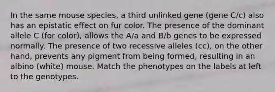 In the same mouse species, a third unlinked gene (gene C/c) also has an epistatic effect on fur color. The presence of the dominant allele C (for color), allows the A/a and B/b genes to be expressed normally. The presence of two recessive alleles (cc), on the other hand, prevents any pigment from being formed, resulting in an albino (white) mouse. Match the phenotypes on the labels at left to the genotypes.