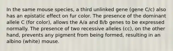 In the same mouse species, a third unlinked gene (gene C/c) also has an epistatic effect on fur color. The presence of the dominant allele C (for color), allows the A/a and B/b genes to be expressed normally. The presence of two recessive alleles (cc), on the other hand, prevents any pigment from being formed, resulting in an albino (white) mouse.