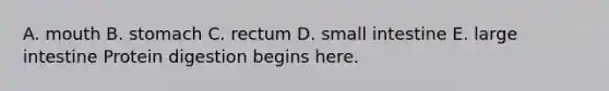 A. mouth B. stomach C. rectum D. small intestine E. large intestine Protein digestion begins here.