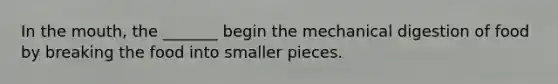 In the mouth, the _______ begin the mechanical digestion of food by breaking the food into smaller pieces.