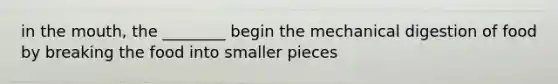 in the mouth, the ________ begin the mechanical digestion of food by breaking the food into smaller pieces