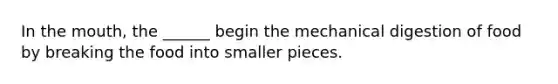 In the mouth, the ______ begin the mechanical digestion of food by breaking the food into smaller pieces.