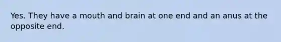 Yes. They have a mouth and brain at one end and an anus at the opposite end.