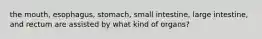 the mouth, esophagus, stomach, small intestine, large intestine, and rectum are assisted by what kind of organs?