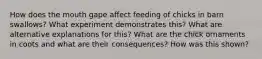 How does the mouth gape affect feeding of chicks in barn swallows? What experiment demonstrates this? What are alternative explanations for this? What are the chick ornaments in coots and what are their consequences? How was this shown?