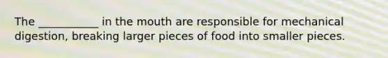 The ___________ in <a href='https://www.questionai.com/knowledge/krBoWYDU6j-the-mouth' class='anchor-knowledge'>the mouth</a> are responsible for mechanical digestion, breaking larger pieces of food into smaller pieces.