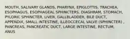 MOUTH, SALIVARY GLANDS, PHARYNX, EPIGLOTTIS, TRACHEA, ESOPHAGUS, ESOPHAGEAL SPHINCTERS, DIAGHRAM, STOMACH, PYLORIC SPHINCTER, LIVER, GALLBLADDER, BILE DUCT, APPENDIX, SMALL INTESTINE, ILLEOCCECAL VALVE (SPHINCTER) , PANCREAS, PANCREATIC DUCT, LARGE INTESTINE, RECTUM, ANUS