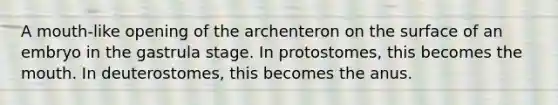 A mouth-like opening of the archenteron on the surface of an embryo in the gastrula stage. In protostomes, this becomes the mouth. In deuterostomes, this becomes the anus.