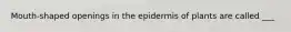Mouth-shaped openings in the epidermis of plants are called ___