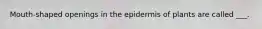 Mouth-shaped openings in the epidermis of plants are called ___.