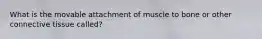 What is the movable attachment of muscle to bone or other connective tissue called?
