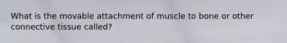 What is the movable attachment of muscle to bone or other connective tissue called?