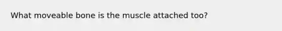 What moveable bone is the muscle attached too?