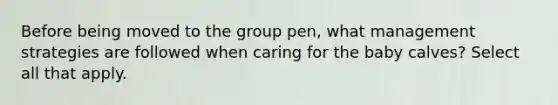Before being moved to the group pen, what management strategies are followed when caring for the baby calves? Select all that apply.