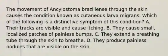 The movement of Ancylostoma braziliense through the skin causes the condition known as cutaneous larva migrans. Which of the following is a distinctive symptom of this condition? A. Their tracks are visible and cause itching. B. They cause small, localized patches of painless bumps. C. They extend a breathing tube through the skin to breathe. D. They produce painless nodules that are visible on the skin.