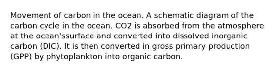 Movement of carbon in the ocean. A schematic diagram of the carbon cycle in the ocean. CO2 is absorbed from the atmosphere at the ocean'ssurface and converted into dissolved inorganic carbon (DIC). It is then converted in gross primary production (GPP) by phytoplankton into organic carbon.