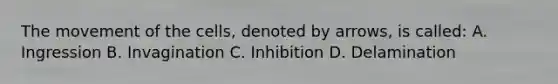 The movement of the cells, denoted by arrows, is called: A. Ingression B. Invagination C. Inhibition D. Delamination