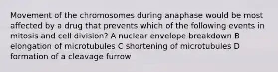 Movement of the chromosomes during anaphase would be most affected by a drug that prevents which of the following events in mitosis and cell division? A nuclear envelope breakdown B elongation of microtubules C shortening of microtubules D formation of a cleavage furrow