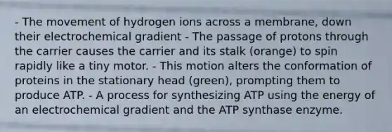 - The movement of hydrogen ions across a membrane, down their electrochemical gradient - The passage of protons through the carrier causes the carrier and its stalk (orange) to spin rapidly like a tiny motor. - This motion alters the conformation of proteins in the stationary head (green), prompting them to produce ATP. - A process for synthesizing ATP using the energy of an electrochemical gradient and the ATP synthase enzyme.