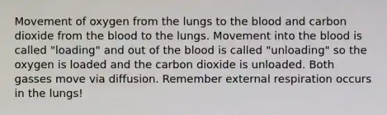 Movement of oxygen from the lungs to <a href='https://www.questionai.com/knowledge/k7oXMfj7lk-the-blood' class='anchor-knowledge'>the blood</a> and carbon dioxide from the blood to the lungs. Movement into the blood is called "loading" and out of the blood is called "unloading" so the oxygen is loaded and the carbon dioxide is unloaded. Both gasses move via diffusion. Remember external respiration occurs in the lungs!