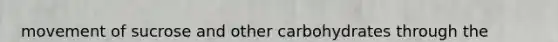 movement of sucrose and other carbohydrates through the phloem in a plant is called