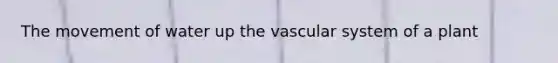 The movement of water up the vascular system of a plant