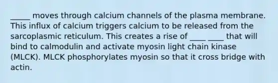 _____ moves through calcium channels of the plasma membrane. This influx of calcium triggers calcium to be released from the sarcoplasmic reticulum. This creates a rise of ____ ____ that will bind to calmodulin and activate myosin light chain kinase (MLCK). MLCK phosphorylates myosin so that it cross bridge with actin.