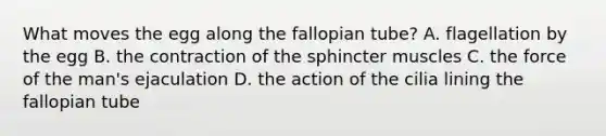 What moves the egg along the fallopian tube? A. flagellation by the egg B. the contraction of the sphincter muscles C. the force of the man's ejaculation D. the action of the cilia lining the fallopian tube