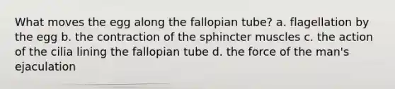 What moves the egg along the fallopian tube? a. flagellation by the egg b. the contraction of the sphincter muscles c. the action of the cilia lining the fallopian tube d. the force of the man's ejaculation