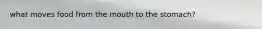 what moves food from the mouth to the stomach?