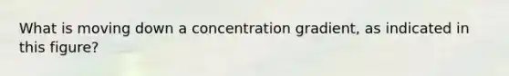 What is moving down a concentration gradient, as indicated in this figure?