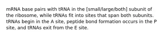 mRNA base pairs with tRNA in the [small/large/both] subunit of the ribosome, while tRNAs fit into sites that span both subunits. tRNAs begin in the A site, peptide bond formation occurs in the P site, and tRNAs exit from the E site.