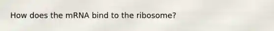 How does the mRNA bind to the ribosome?