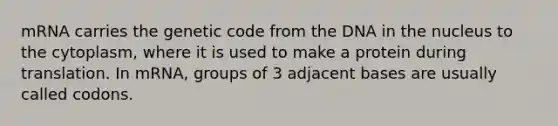 mRNA carries the genetic code from the DNA in the nucleus to the cytoplasm, where it is used to make a protein during translation. In mRNA, groups of 3 adjacent bases are usually called codons.