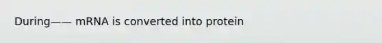 During—— mRNA is converted into protein