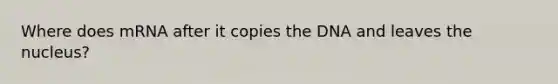 Where does mRNA after it copies the DNA and leaves the nucleus?